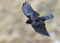 Галка альпийская Pyrrhocorax graculus kchr2014 best
Pyrrhocorax graculus graculus Linnaeus, 1766
Filename=IMG_9819.jpg
Filesize=154KB
Dimensions=900x642
Date added=May 24, 2014 IMG_9819.jpg