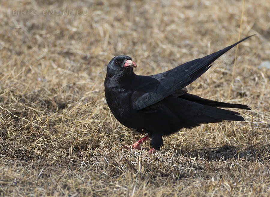 Клушица (Pyrrhocorax pyrrhocorax)
Keywords: Клушица Pyrrhocorax pyrrhocorax osetia2020