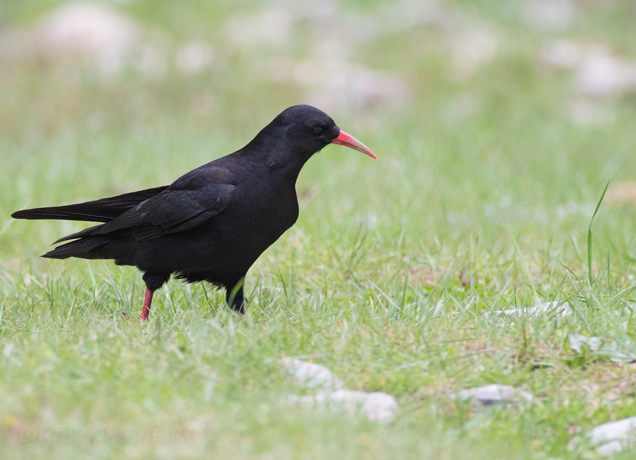 Клушица (Pyrrhocorax pyrrhocorax)
Keywords: Клушица Pyrrhocorax pyrrhocorax uz2019