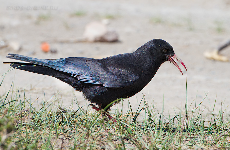 КлуШица (Pyrrhocorax pyrrhocorax)
Pyrrhocorax pyrrhocorax brachypus Swinhoe, 1871
Keywords: КлуШица Pyrrhocorax pyrrhocorax altay2012