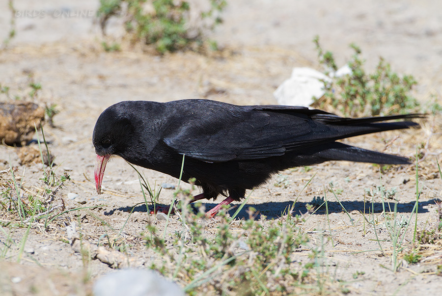 КлуШица (Pyrrhocorax pyrrhocorax)
Pyrrhocorax pyrrhocorax brachypus Swinhoe, 1871
Keywords: КлуШица Pyrrhocorax pyrrhocorax altay2012