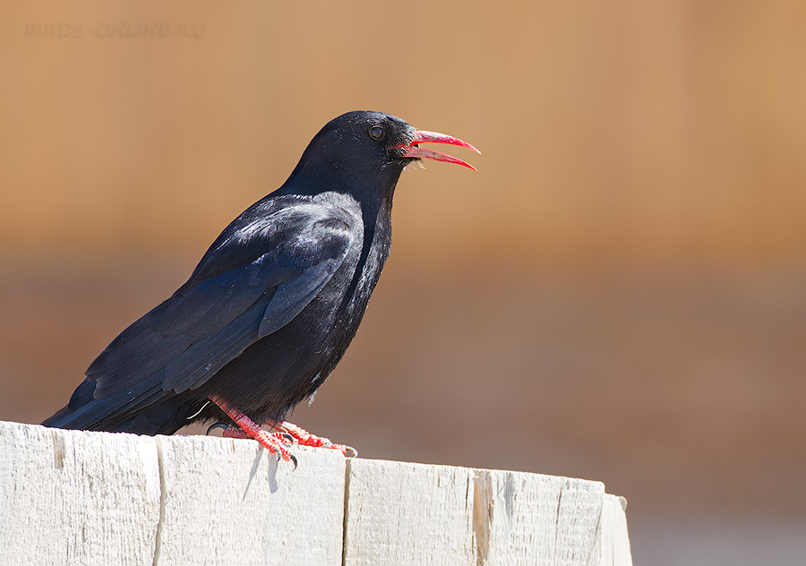 КлуШица (Pyrrhocorax pyrrhocorax)
Pyrrhocorax pyrrhocorax brachypus Swinhoe, 1871
Keywords: КлуШица Pyrrhocorax pyrrhocorax altay2012