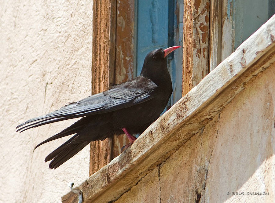 КлуШица (Pyrrhocorax pyrrhocorax)
Pyrrhocorax pyrrhocorax brachypus Swinhoe, 1871
Keywords: КлуШица Pyrrhocorax pyrrhocorax kz2010