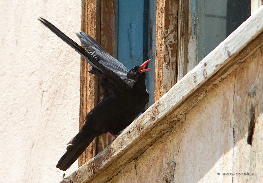 КлуШица (Pyrrhocorax pyrrhocorax)
Pyrrhocorax pyrrhocorax brachypus Swinhoe, 1871
Keywords: КлуШица Pyrrhocorax pyrrhocorax kz2010