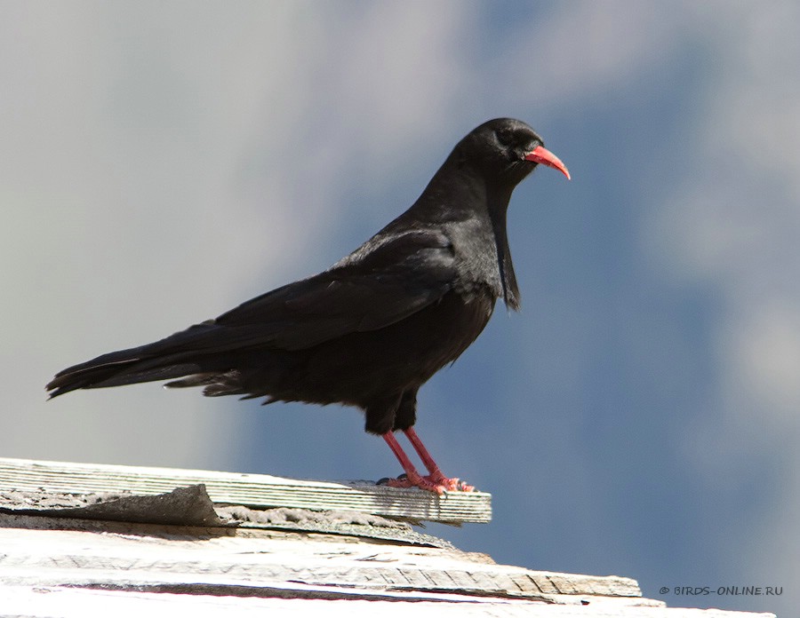 КлуШица (Pyrrhocorax pyrrhocorax)
Pyrrhocorax pyrrhocorax brachypus Swinhoe, 1871
Keywords: КлуШица Pyrrhocorax pyrrhocorax kz2010