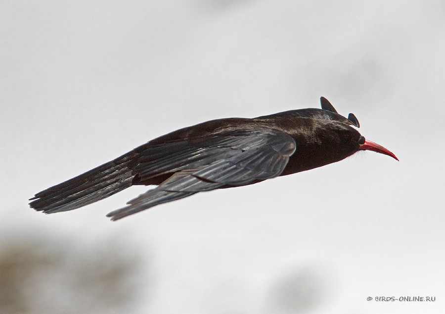 КлуШица (Pyrrhocorax pyrrhocorax)
Pyrrhocorax pyrrhocorax brachypus Swinhoe, 1871
Keywords: КлуШица Pyrrhocorax pyrrhocorax kz2010