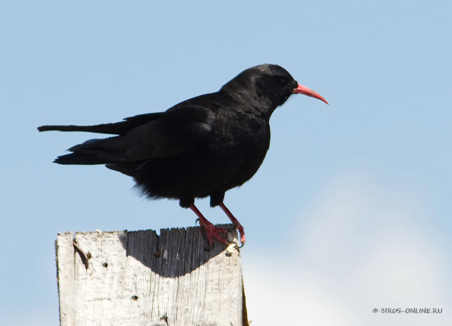 КлуШица (Pyrrhocorax pyrrhocorax)
Pyrrhocorax pyrrhocorax brachypus Swinhoe, 1871
Keywords: КлуШица Pyrrhocorax pyrrhocorax kz2010