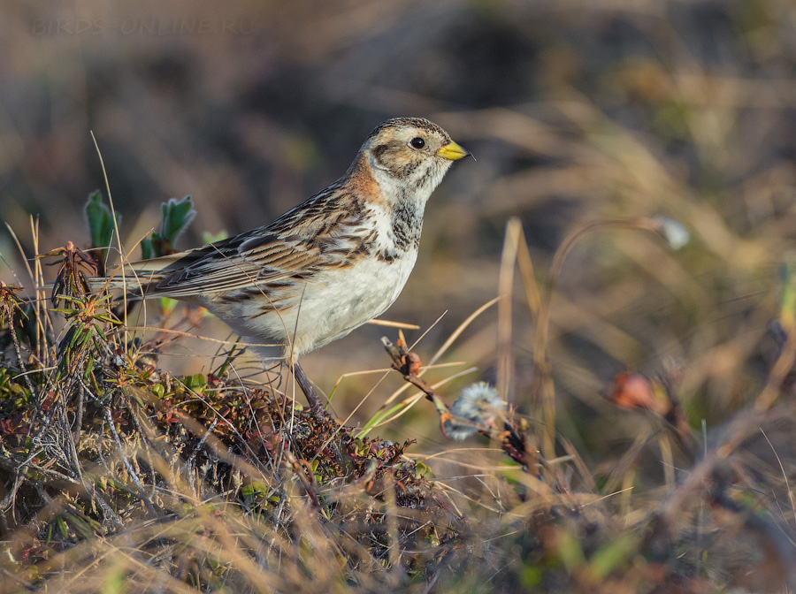 Подорожник лапландский (Calcarius lapponicus)
Keywords: Подорожник лапландский Calcarius lapponicus yakutia2018