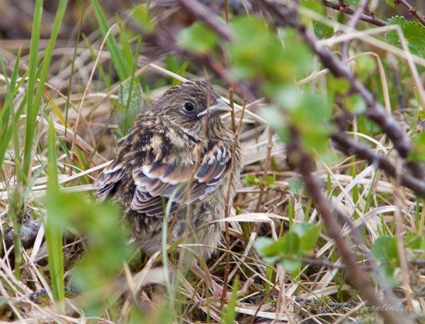 Подорожник лапландский (Calcarius lapponicus) 