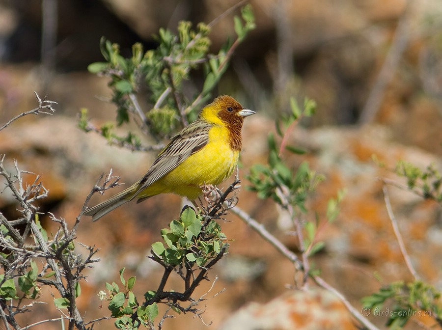 Овсянка желчная (Emberiza bruniceps)
самец
Keywords: Овсянка желчная Emberiza bruniceps kz2010