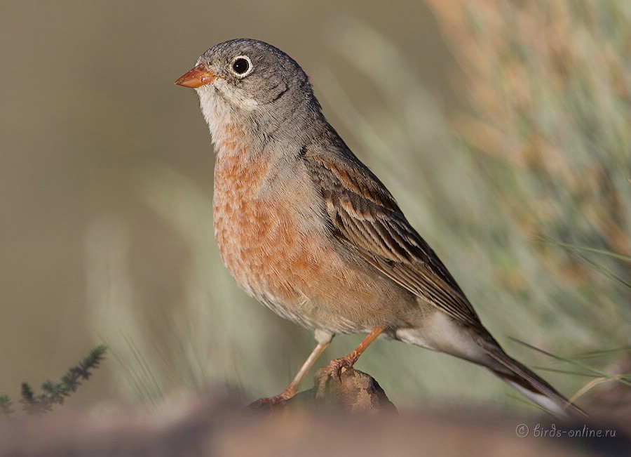 Овсянка скалистая (Emberiza buchanani)
Keywords: Овсянка скалистая Emberiza buchanani kz2010