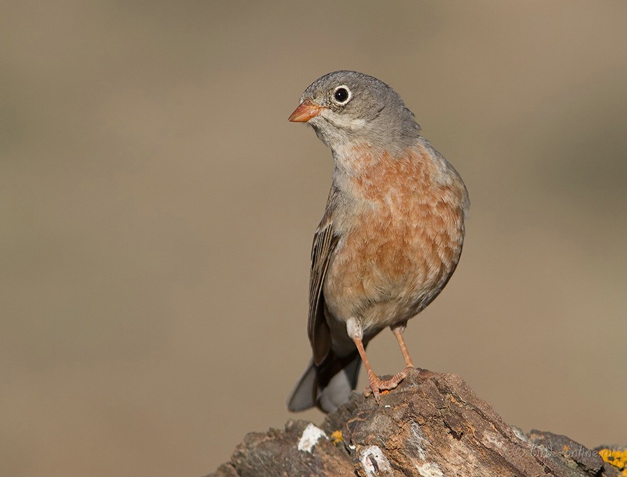 Овсянка скалистая (Emberiza buchanani)
Keywords: Овсянка скалистая Emberiza buchanani kz2010