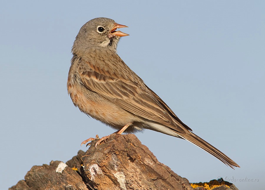 Овсянка скалистая (Emberiza buchanani)
Keywords: Овсянка скалистая Emberiza buchanani kz2010