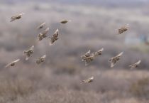 Просянка Emberiza calandra azer2017
Filename=8Z2A0020.jpg
Filesize=105KB
Dimensions=900x625
Date added=Mar 04, 2017 8Z2A0020.jpg