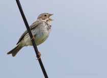 Просянка Emberiza calandra kalmykia2016
Filename=8Z2A7113.jpg
Filesize=134KB
Dimensions=900x657
Date added=May 09, 2016 8Z2A7113.jpg