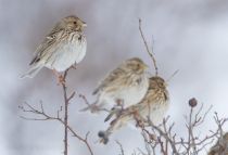 Просянка Emberiza calandra
Filename=8Z2A7327.jpg
Filesize=139KB
Dimensions=900x617
Date added=Feb 28, 2019 8Z2A7327.jpg