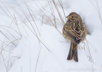 Просянка Emberiza calandra
Filename=8Z2A7382.jpg
Filesize=146KB
Dimensions=900x639
Date added=Feb 28, 2019 8Z2A7382.jpg
