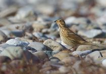 Просянка Emberiza calandra
Filename=IMG_7737.jpg
Filesize=242KB
Dimensions=900x628
Date added=Nov 15, 2015 IMG_7737.jpg