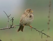 Просянка Emberiza calandra Dnepr2008
Filename=_MG_6292.jpg
Filesize=73KB
Dimensions=900x700
Date added=May 25, 2008 _MG_6292.jpg