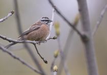Овсянка горная Emberiza cia azer2018
Emberiza cia prageri Laubmann, 1915
Filename=8Z2A0919.jpg
Filesize=180KB
Dimensions=900x631
Date added=Jun 14, 2018 8Z2A0919.jpg