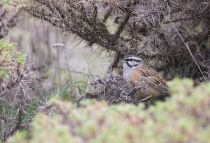 Овсянка горная Emberiza cia azer2018
Emberiza cia prageri Laubmann, 1915
Filename=8Z2A1852.jpg
Filesize=310KB
Dimensions=900x613
Date added=Aug 05, 2018 8Z2A1852.jpg