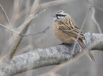 Овсянка горная Emberiza cia osetia2020
Filename=8Z2A9082.jpg
Filesize=189KB
Dimensions=900x660
Date added=Mar 01, 2020 8Z2A9082.jpg