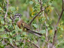 Овсянка горная Emberiza cia tj2014
Emberiza cia par Hartert, 1904
Filename=IMG_2571.jpg
Filesize=329KB
Dimensions=900x678
Date added=Aug 31, 2014 IMG_2571.jpg