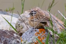 Овсянка горная Emberiza cia tj2014
Emberiza cia par Hartert, 1904
Filename=IMG_4438.jpg
Filesize=301KB
Dimensions=900x612
Date added=Oct 05, 2014 IMG_4438.jpg