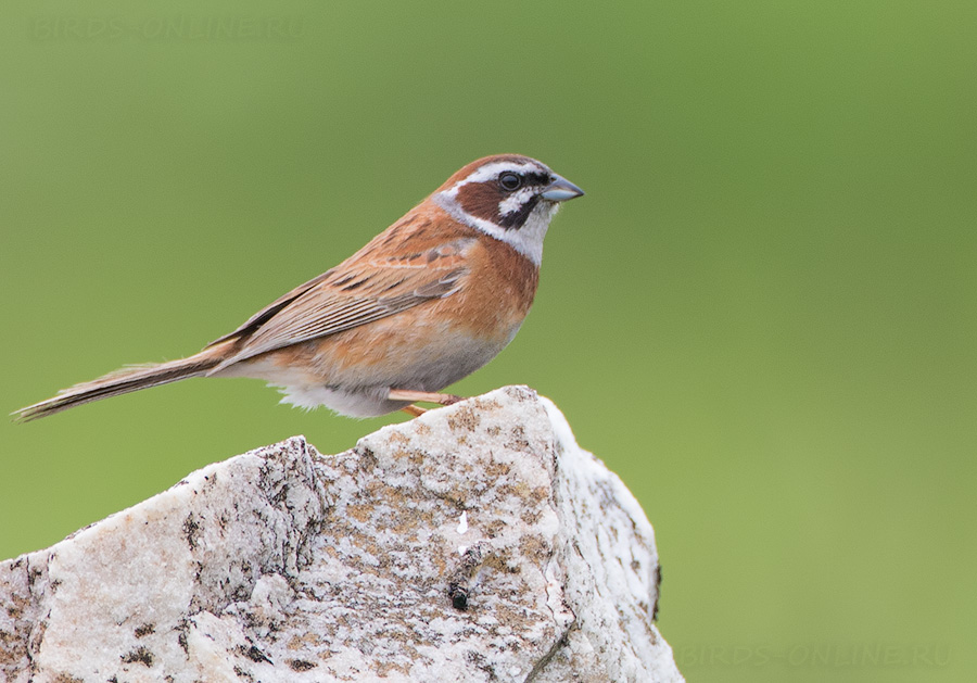 Красноухая овсянка (Emberiza cioides)
Keywords: Красноухая овсянка Emberiza cioides primorye2016