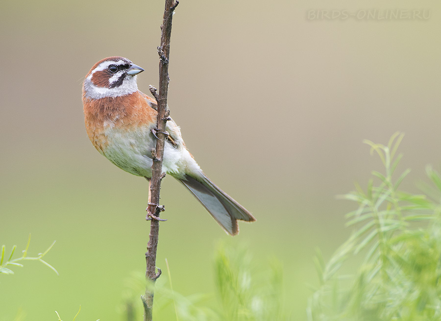 Красноухая овсянка (Emberiza cioides)
Keywords: Красноухая овсянка Emberiza cioides primorye2016