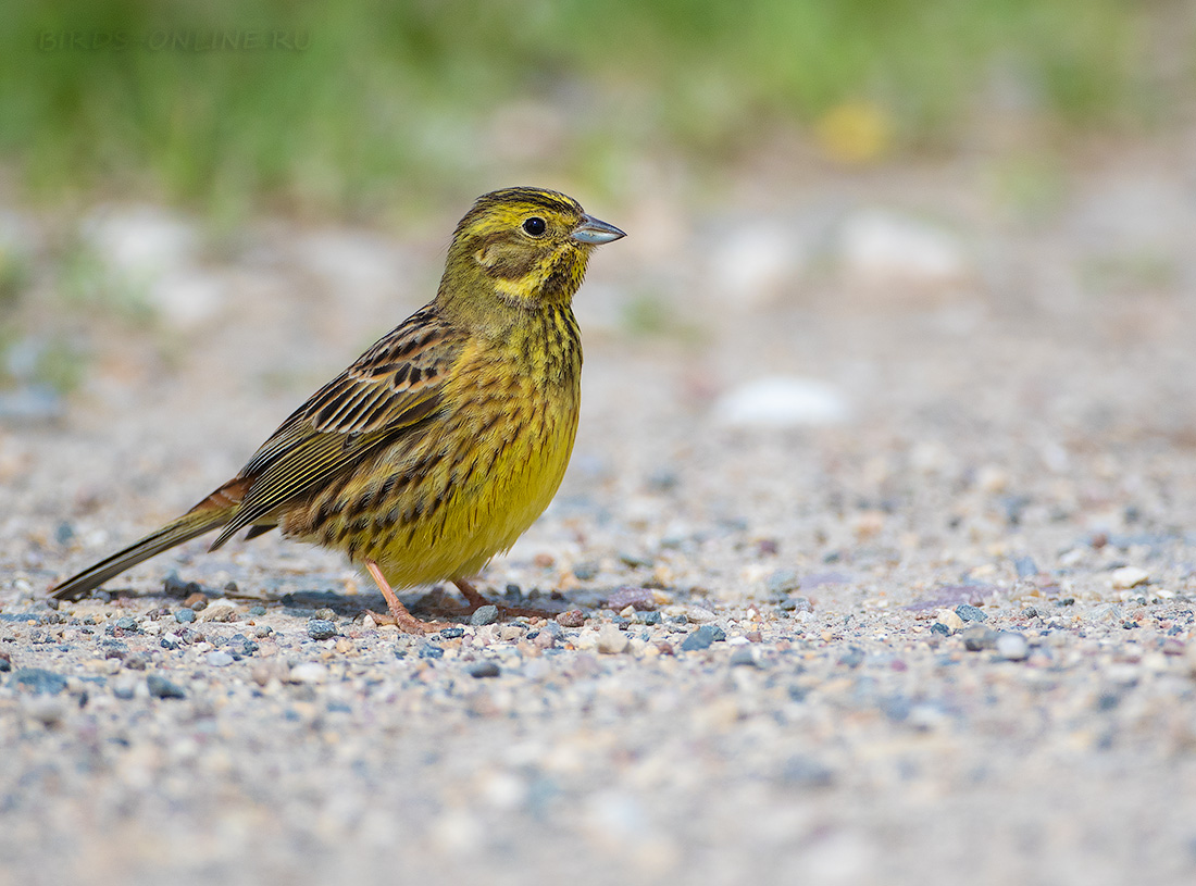 Овсянка обыкновенная Emberiza citrinella
 
 Click to view full size image