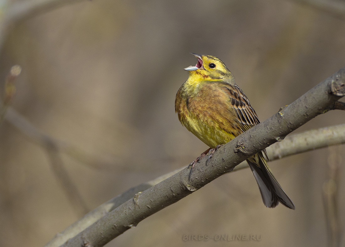 Овсянка обыкновенная Emberiza citrinella
 
 Click to view full size image