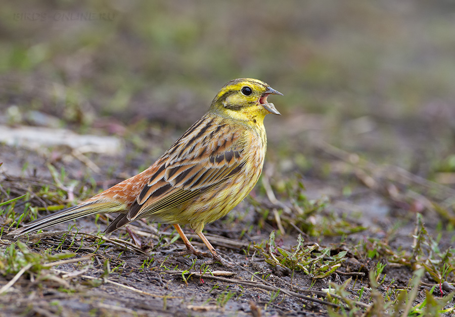 Овсянка обыкновенная (Emberiza citrinella)
Keywords: Овсянка обыкновенная Emberiza citrinella