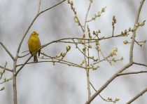 Овсянка обыкновенная Emberiza citrinella
Filename=8Z2A7923.jpg
Filesize=276KB
Dimensions=1100x780
Date added=Apr 29, 2022 8Z2A7923.jpg