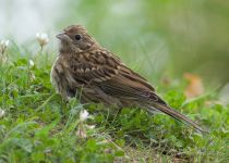 Овсянка обыкновенная Emberiza citrinella
молодая птица
Filename=_MG_3860.jpg
Filesize=130KB
Dimensions=800x572
Date added=Jul 27, 2008 _MG_3860.jpg