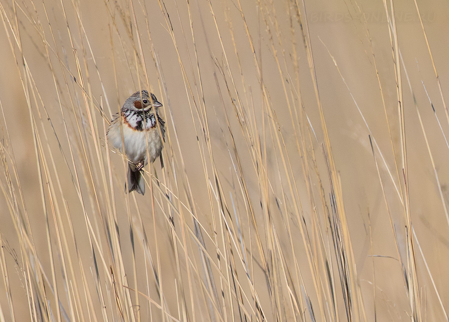 Овсянка оШейниковая (Emberiza fucata)
Keywords: Овсянка оШейниковая Emberiza fucata primorye2016