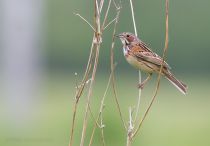 IMG_2091.jpg