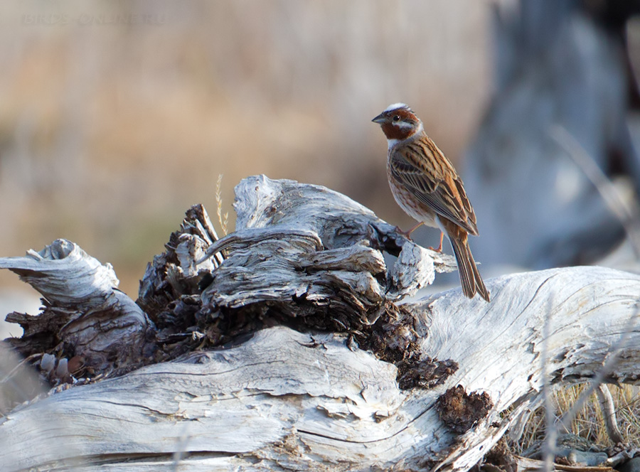 Овсянка белоШапочная (Emberiza leucocephala)
Keywords: Овсянка белоШапочная Emberiza leucocephala altay2012