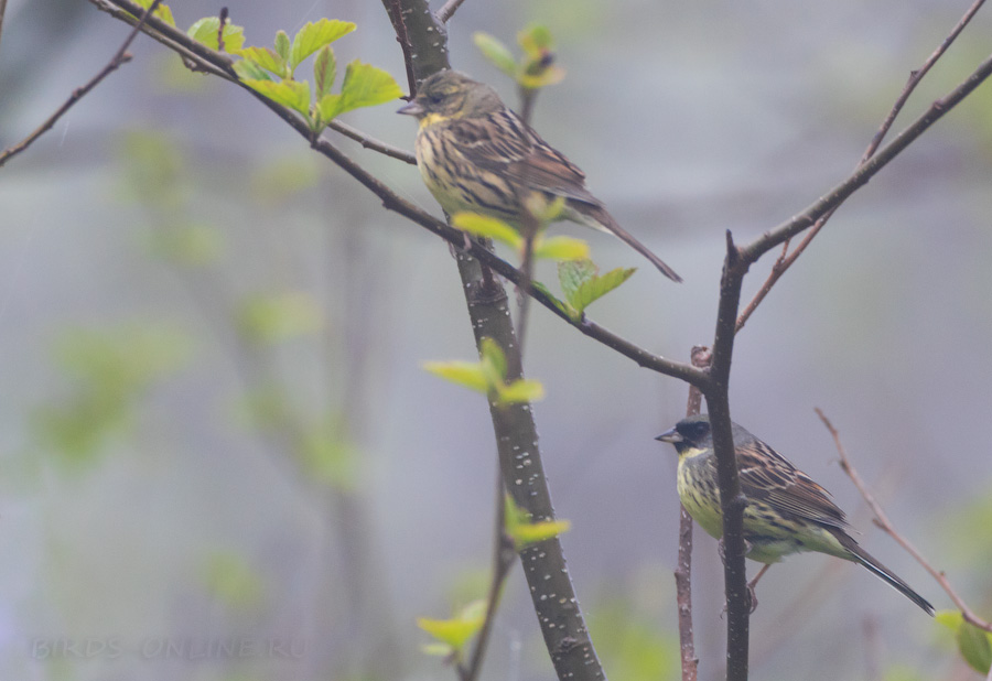 Маскированная овсянка (Emberiza spodocephala personata)
Keywords: Маскированная овсянка Emberiza spodocephala personata sakhalin2017