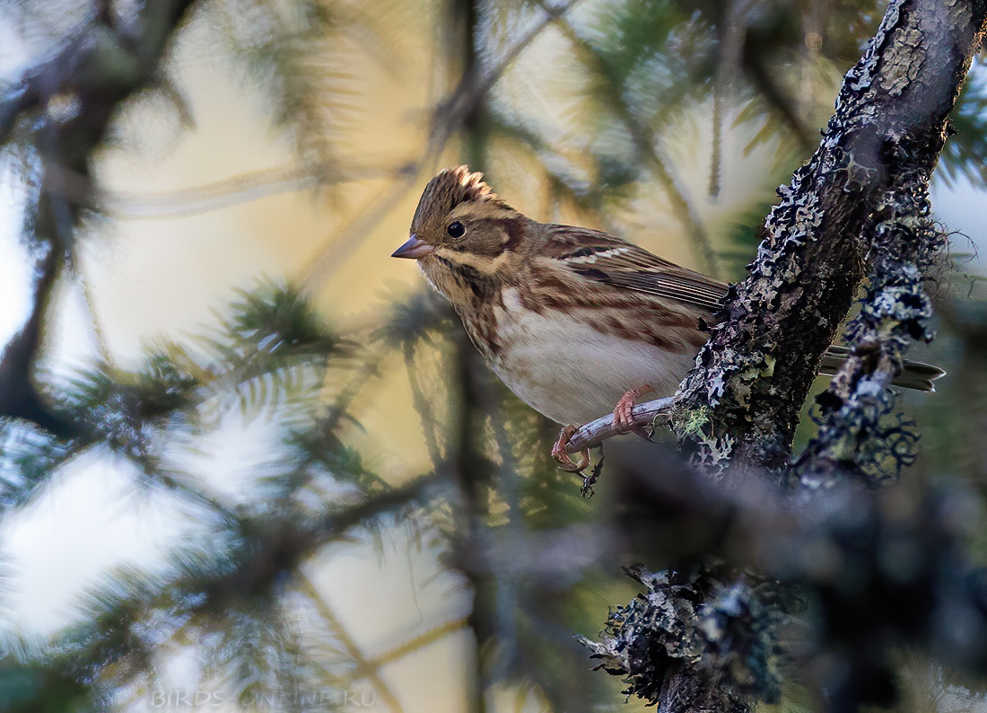 Овсянка-ремез Ocyris rusticus Emberiza rustica
 
 Click to view full size image