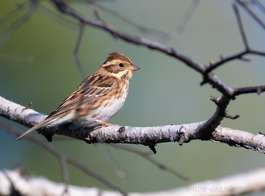 Овсянка-ремез Ocyris rusticus Emberiza rustica
 
 Click to view full size image