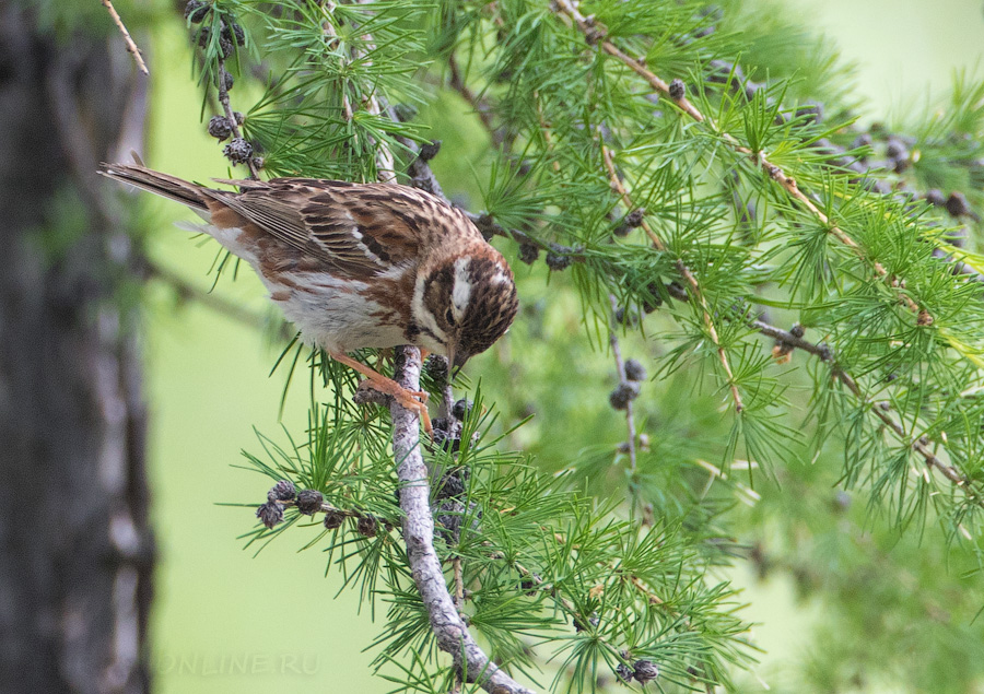 Овсянка-ремез (Ocyris rusticus/Emberiza rustica)
Keywords: Овсянка-ремез Ocyris rusticus Emberiza rustica yakutia2018