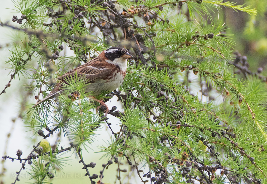 Овсянка-ремез (Ocyris rusticus/Emberiza rustica)
Keywords: Овсянка-ремез Ocyris rusticus Emberiza rustica yakutia2018