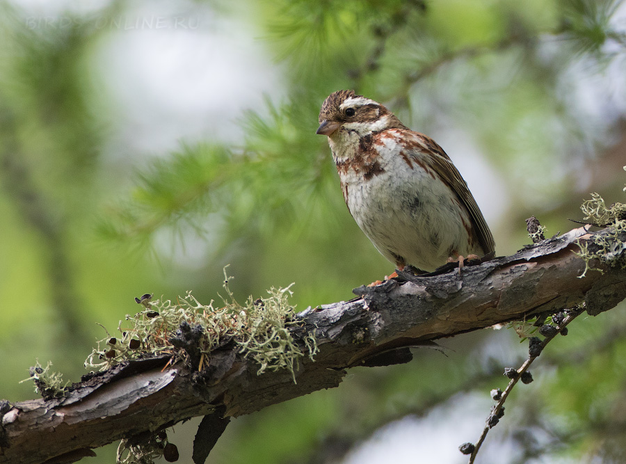 Овсянка-ремез (Ocyris rusticus/Emberiza rustica)
Keywords: Овсянка-ремез Ocyris rusticus Emberiza rustica yakutia2018