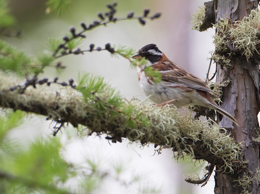 Овсянка-ремез (Ocyris rusticus/Emberiza rustica)
Keywords: Овсянка-ремез Ocyris rusticus Emberiza rustica yakutia2018