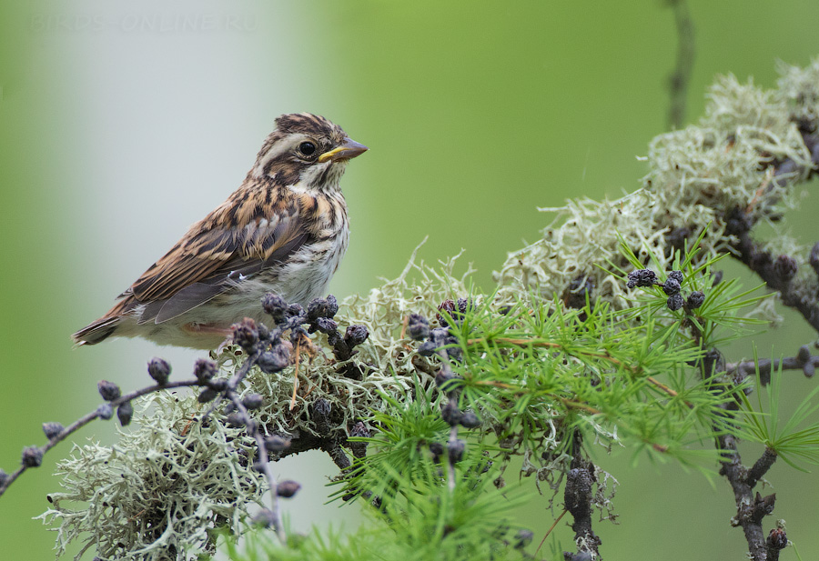 Овсянка-ремез (Ocyris rusticus/Emberiza rustica)
Keywords: Овсянка-ремез Ocyris rusticus Emberiza rustica yakutia2018