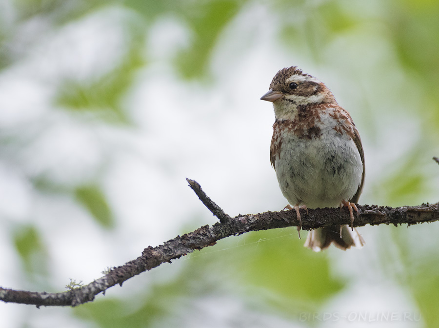 Овсянка-ремез (Ocyris rusticus/Emberiza rustica)
Keywords: Овсянка-ремез Ocyris rusticus Emberiza rustica yakutia2018