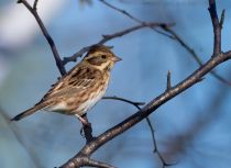 Овсянка-ремез Ocyris rusticus Emberiza rustica
Filename=8Z2A5252.jpg
Filesize=240KB
Dimensions=1100x805
Date added=Oct 02, 2021 8Z2A5252.jpg