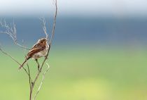 Овсянка камыШевая Emberiza schoeniclus
Filename=_MG_8369.JPG
Filesize=101KB
Dimensions=900x612
Date added=Sep 25, 2007 _MG_8369.JPG