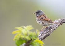 Седоголовая овсянка Emberiza spodocephala primorye2023
Filename=8Z2A0383.jpg
Filesize=174KB
Dimensions=1100x785
Date added=Oct 07, 2023 8Z2A0383.jpg